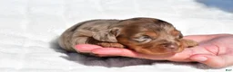 Miniature Dachshund dogs for sale: Harper - Ad 9