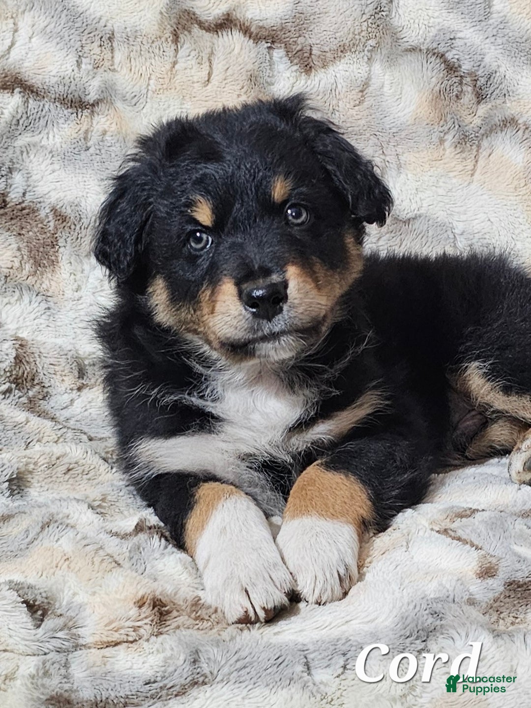 Australian Shepherd dogs for sale: CORD  - Ad 7