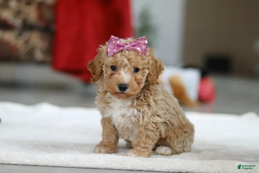 Bichpoo dogs for sale: Remi - Ad 2