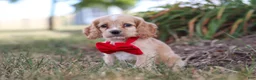 Cocker Spaniel dogs for sale: Boone - Ad 8