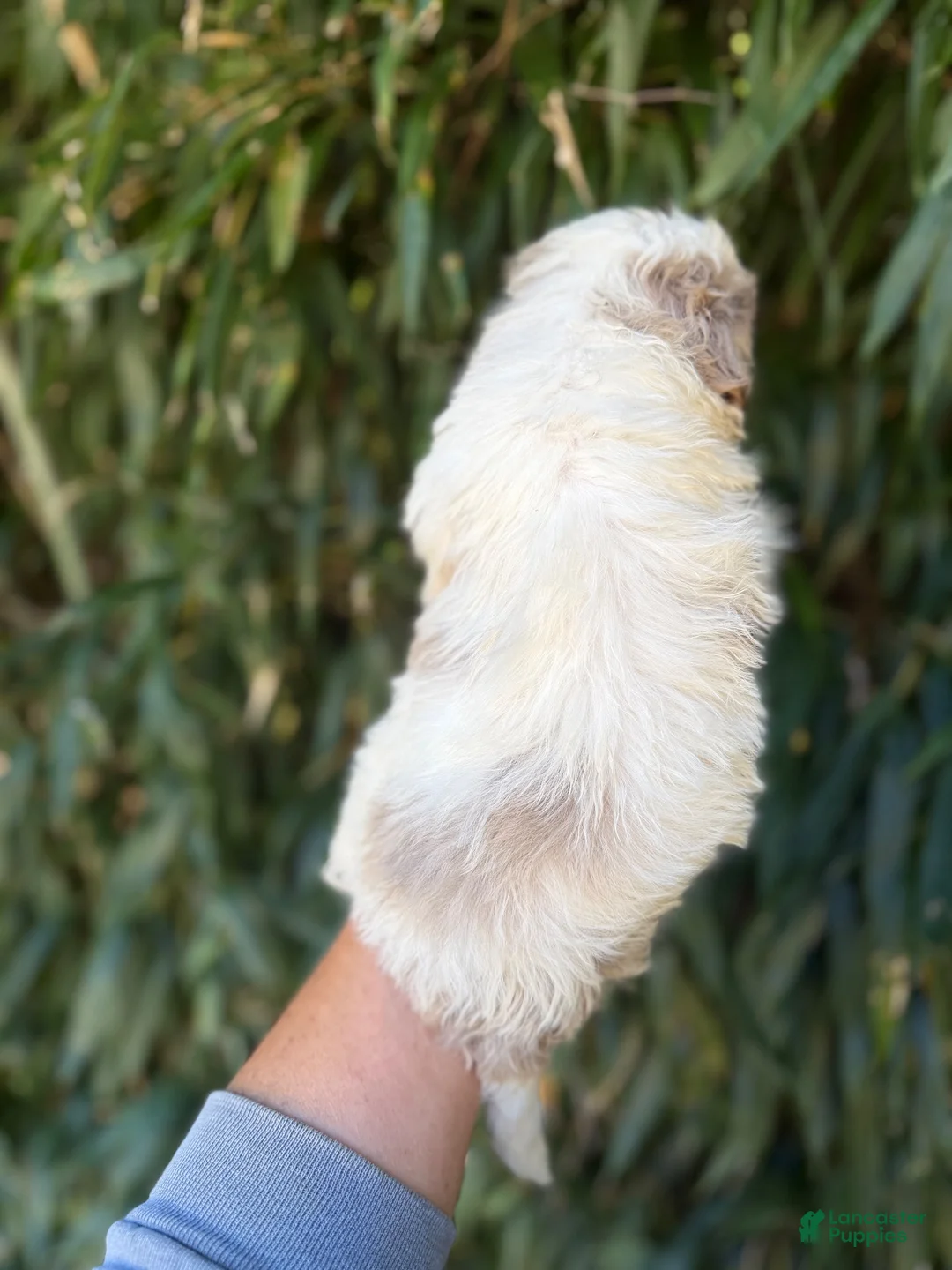 Aussiedoodle dogs for sale: Aussiedoodle 4 - Ad 2