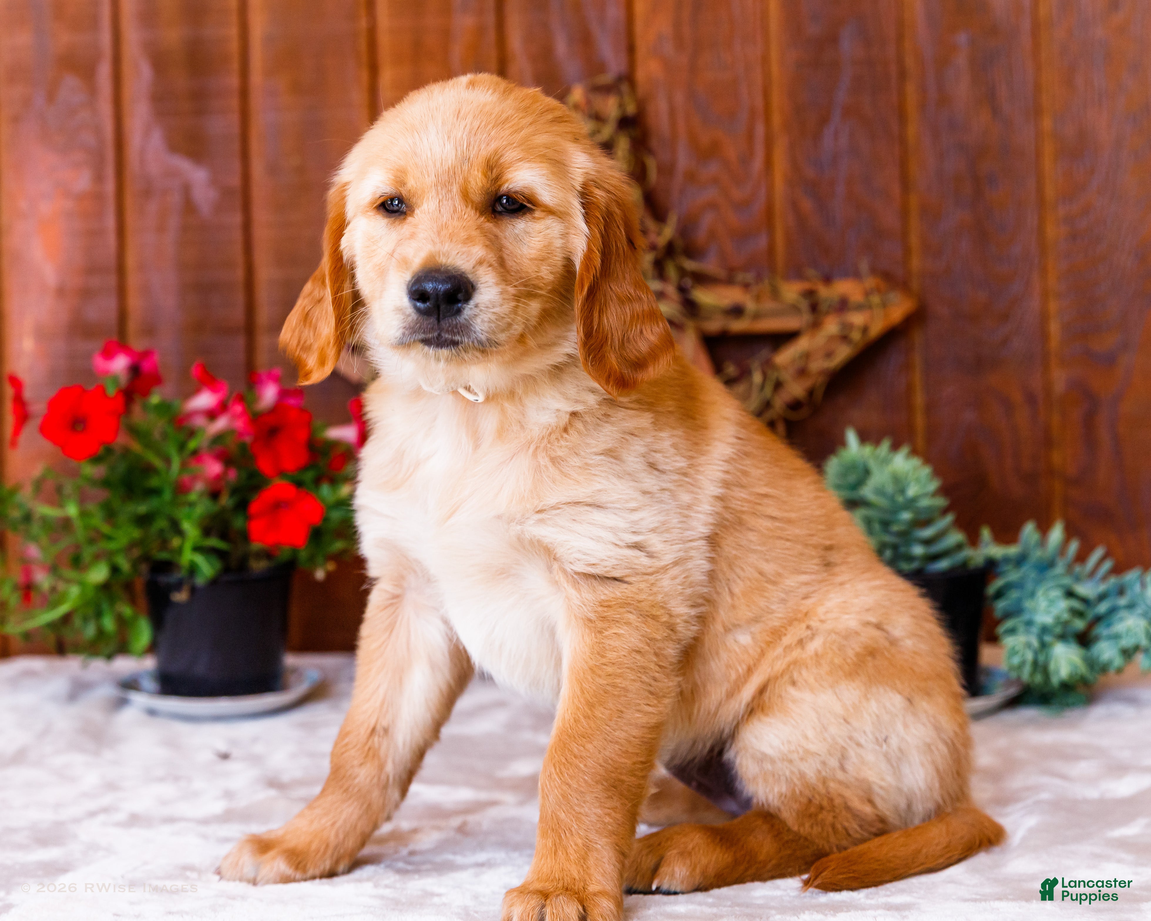 Golden Retriever dogs Calla - Ad 1