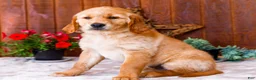 Golden Retriever dogs for sale: Calla - Ad 1