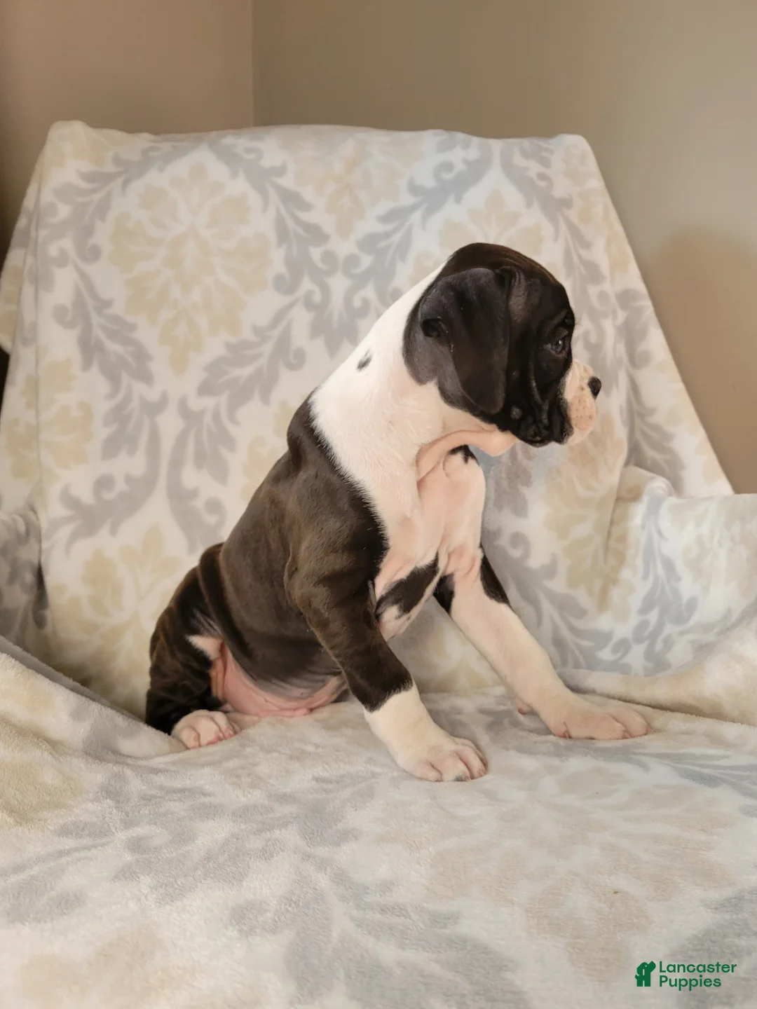 Boxer dogs for sale: Odie - Ad 2