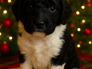 Standard Poodle dogs Standard Poodle Puppy 3 - Ad 6