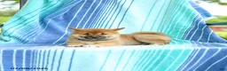 Shiba Inu dogs for sale: Peter - Ad 6
