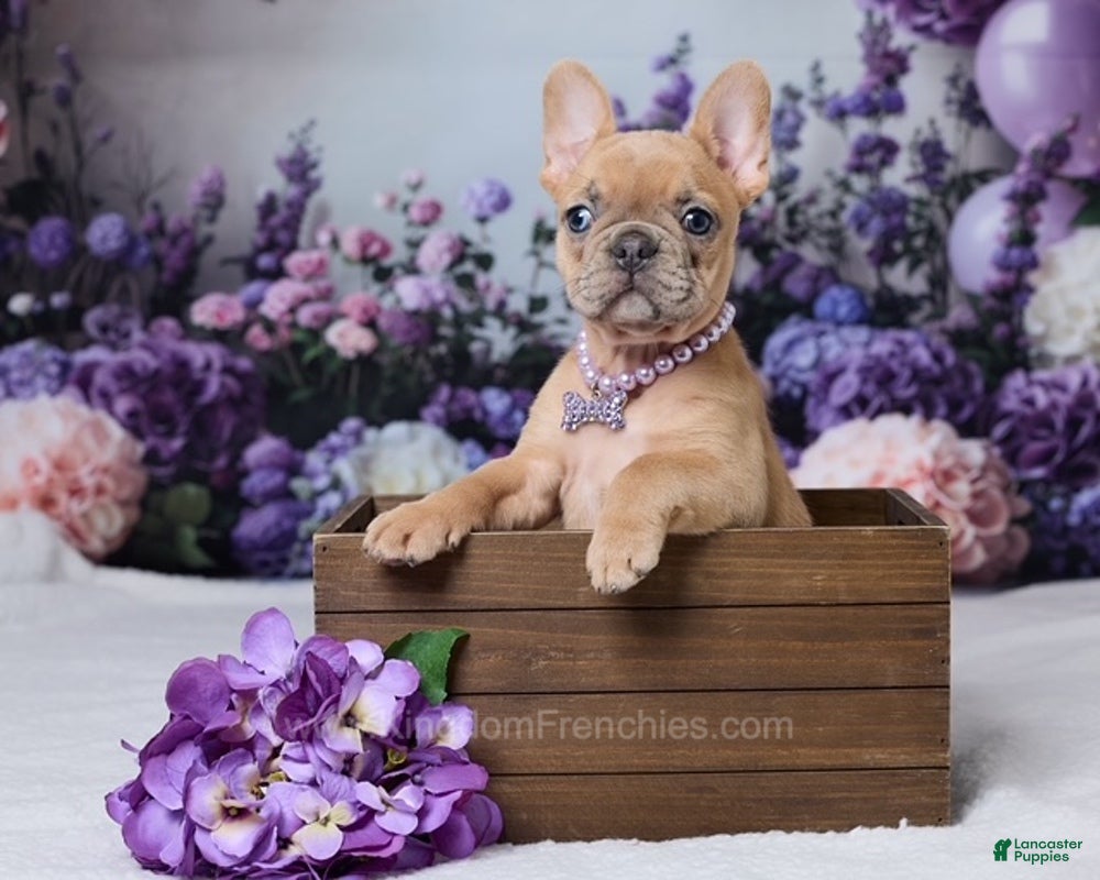 French Bulldog dogs Sapphire - Ad 2