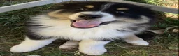 Australian Shepherd dogs for sale: Australian Shepherd Puppy 2 - Ad 8