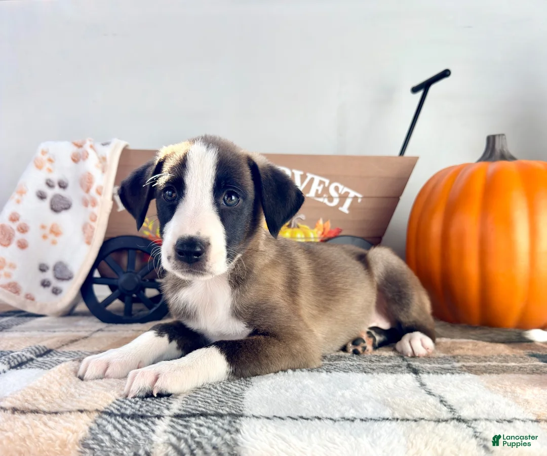Border Collie dogs for sale: Cinnamon  - Ad 2