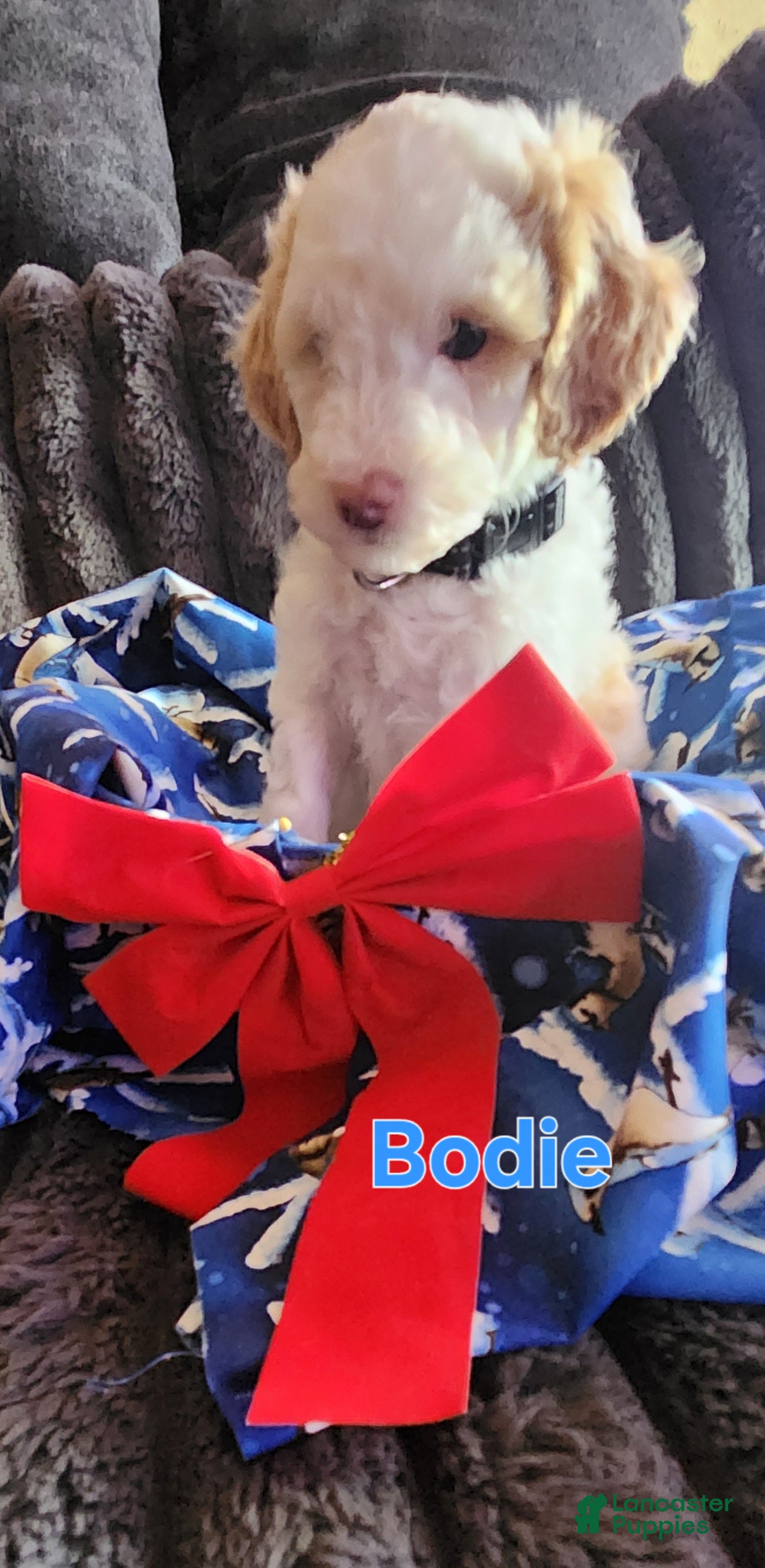 Mini Goldendoodle dogs Bodie - Ad 25