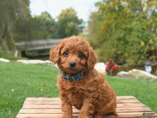 Miniature Labradoodle dogs - Ad 18