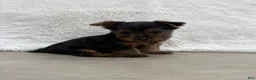 Yorkshire Terrier dogs for sale: Cassie - Ad 13