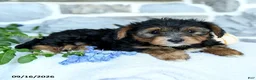 Yochon dogs for sale: Ezra - Ad 5