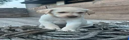 Sheprador dogs for sale: Daisy - Ad 3