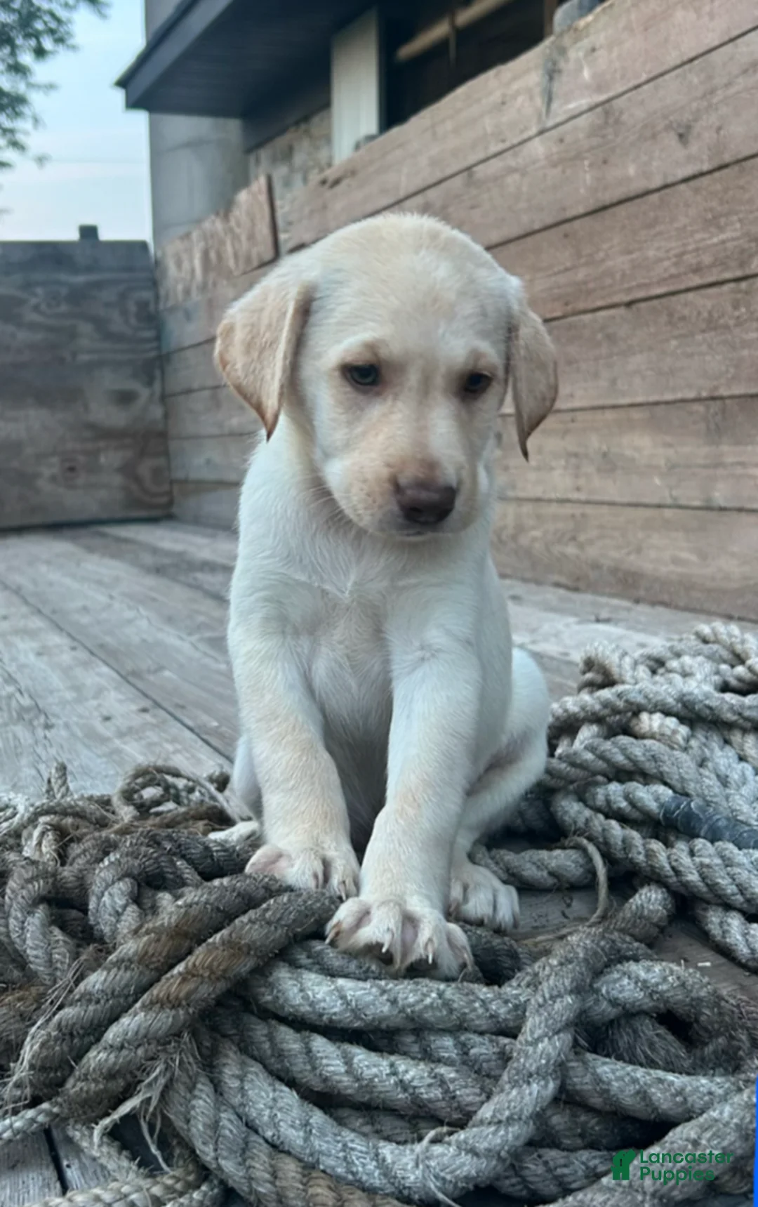 Sheprador dogs for sale: Daisy - Ad 3