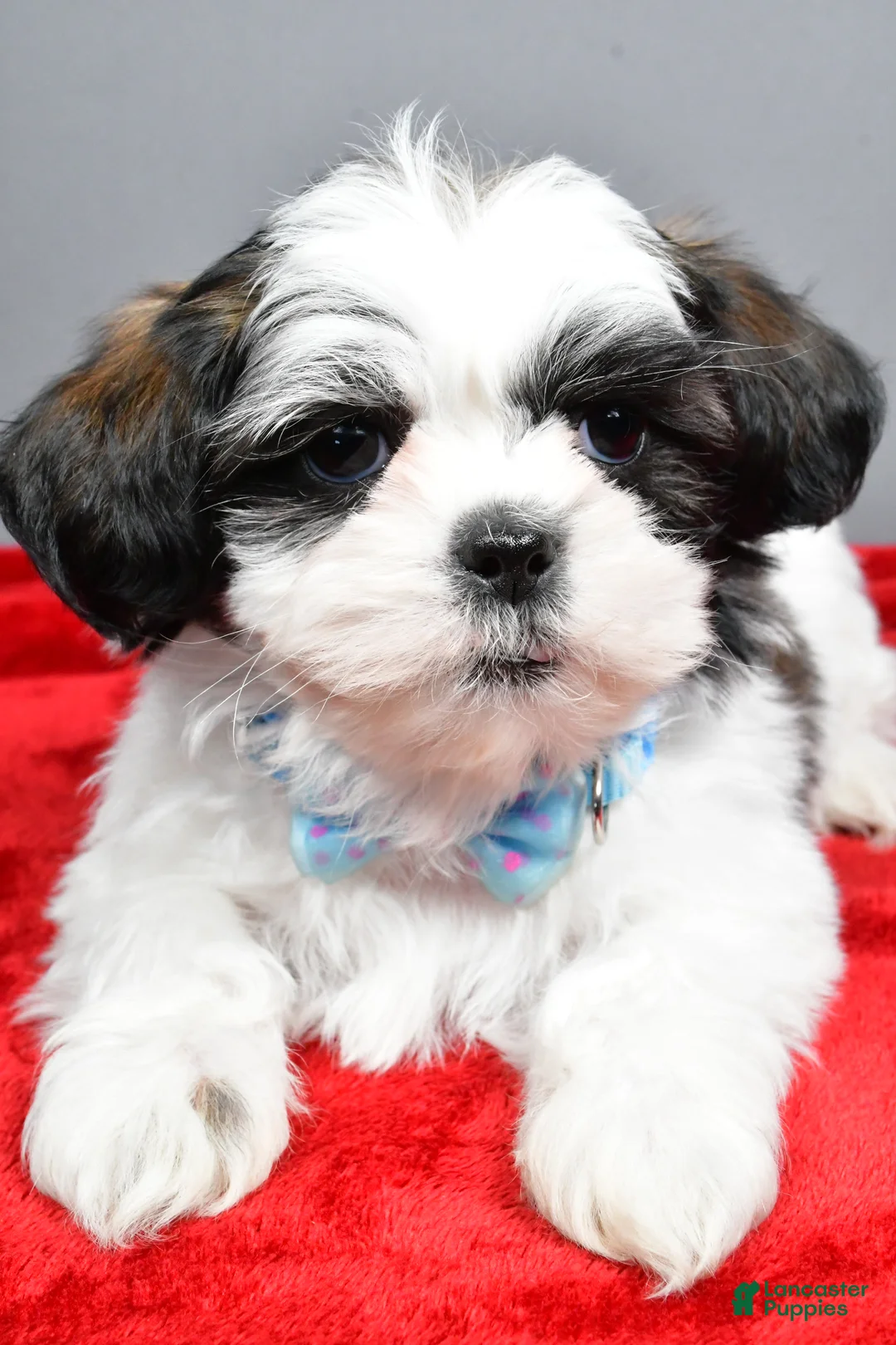 Shih Tzu dogs for sale: Anderson - Ad 6