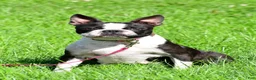 Frenchton dogs for sale: Nova - Ad 3