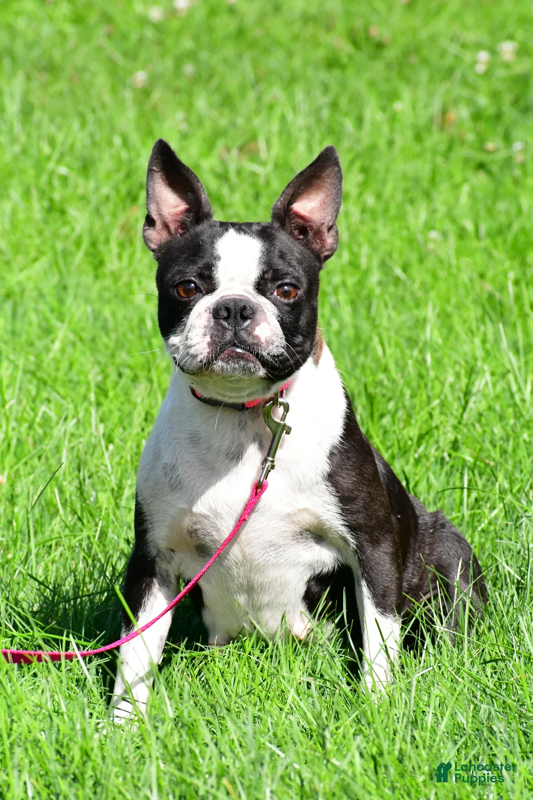 Frenchton dogs for sale: Nova - Ad 3
