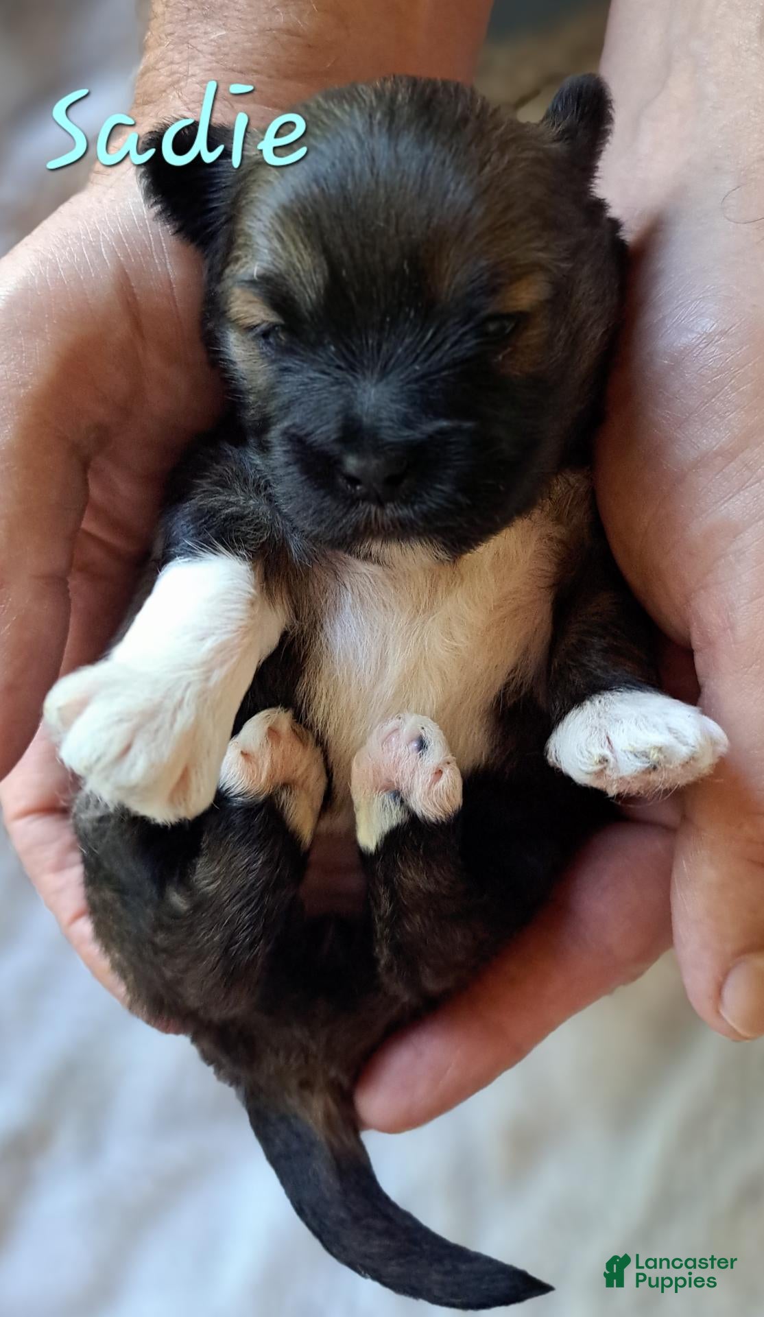 Lhasa Apso dogs for sale: Sadie - Ad 2