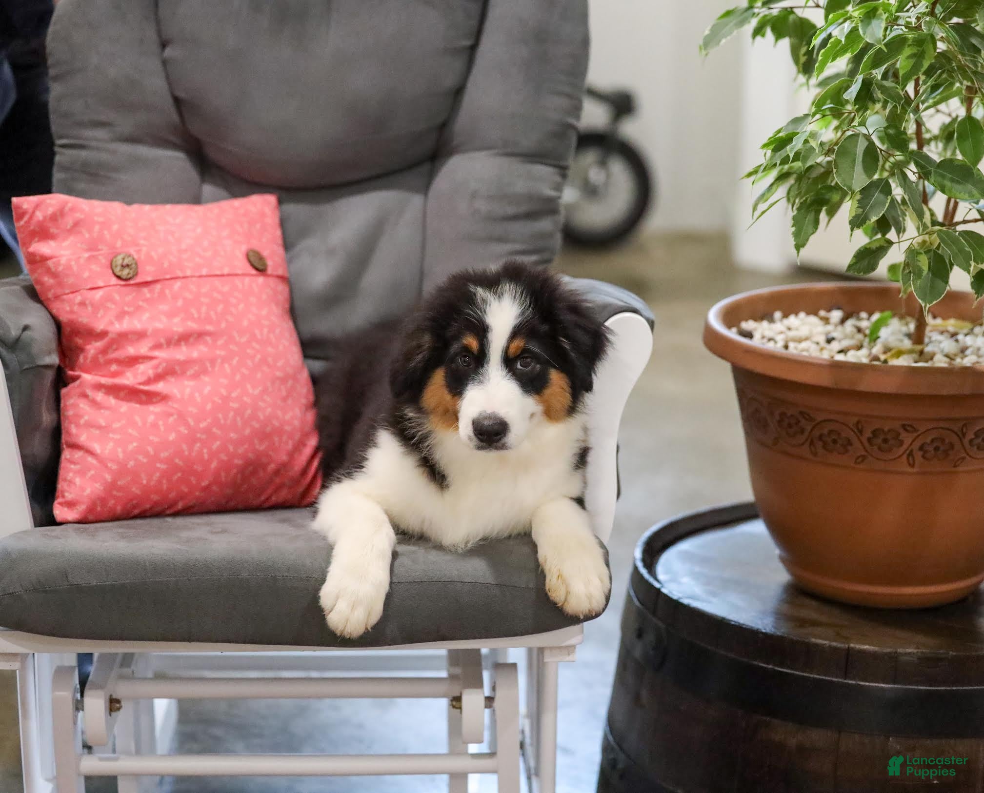 Miniature Australian Shepherd dogs Lassie Miniature Australian Shepherd Puppy  - Ad 1