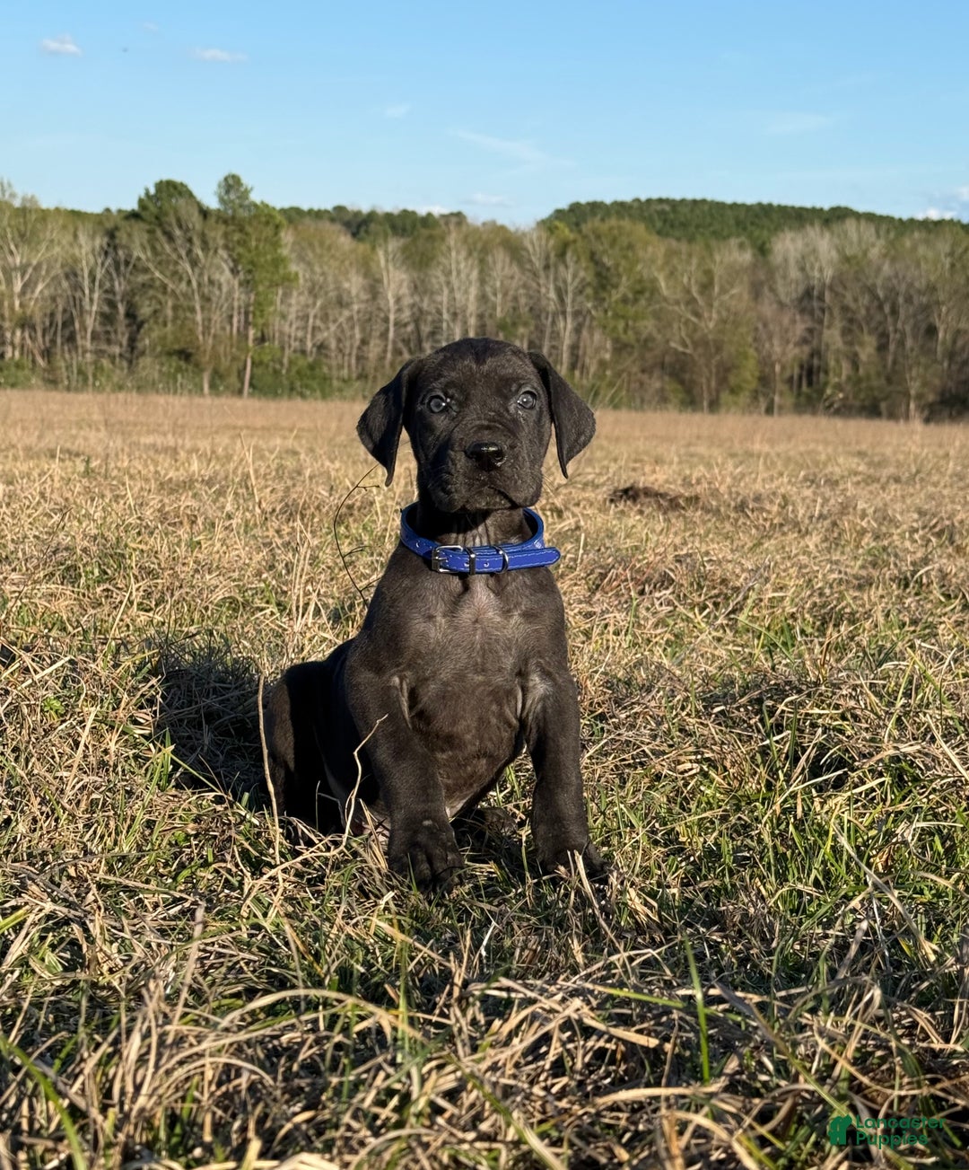 Great Dane dogs for sale: Solid Black Alabama - Big Al.  - Ad 7