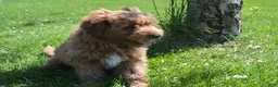 Mini Goldendoodle dogs for sale: Shaq - Ad 5