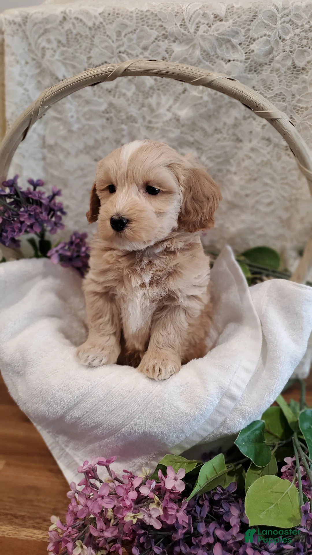 Mixed Breed dogs for sale: Arlo - Ad 3