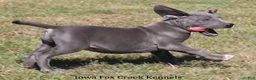 Great Dane dogs for sale: Sophie - Ad 11