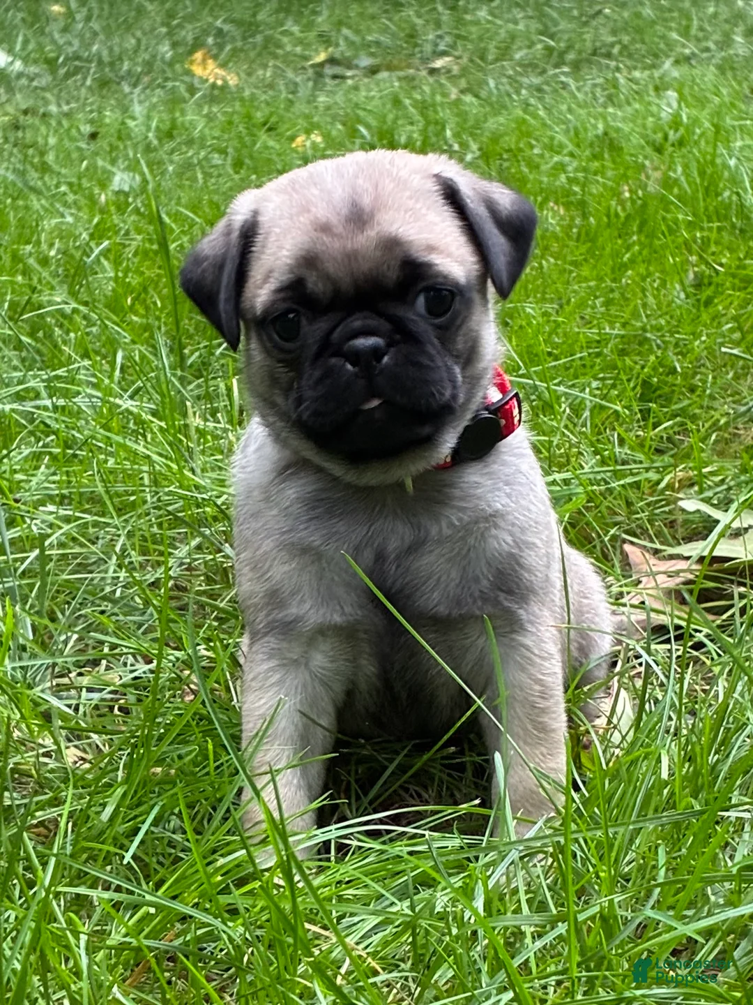 Pug dogs for sale: Bella - Ad 1