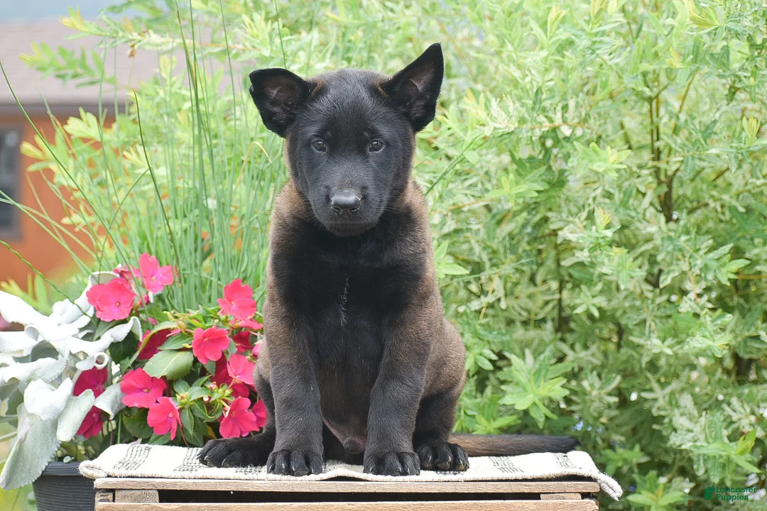 Belgian Malinois dogs for sale: Miles - Ad 1