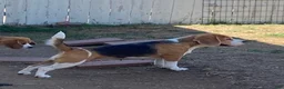 Beagle dogs for sale: Beagle 2 - Ad 7