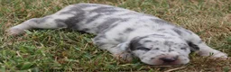 Great Dane dogs for sale: Shakira - Ad 7