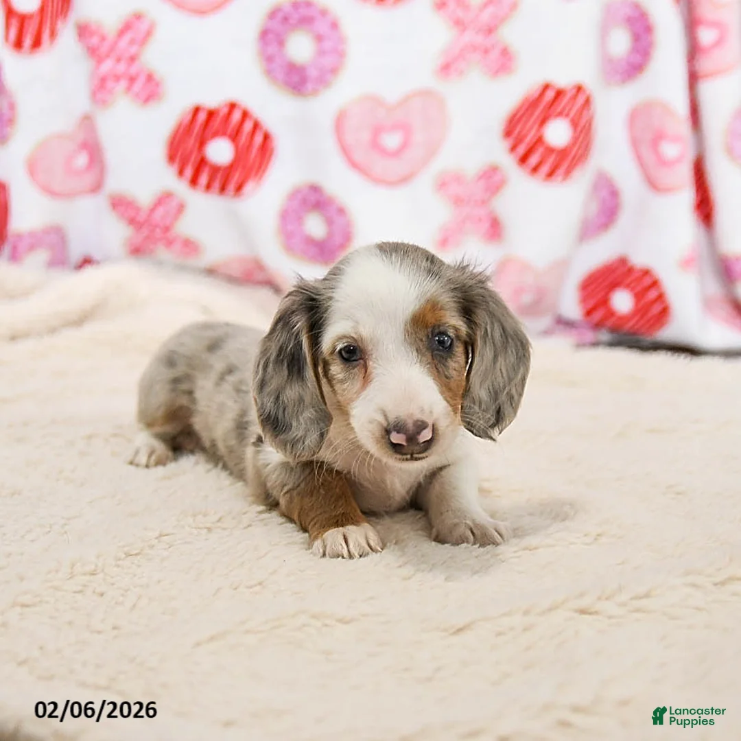 Miniature Dachshund dogs for sale: Oreo - Ad 2