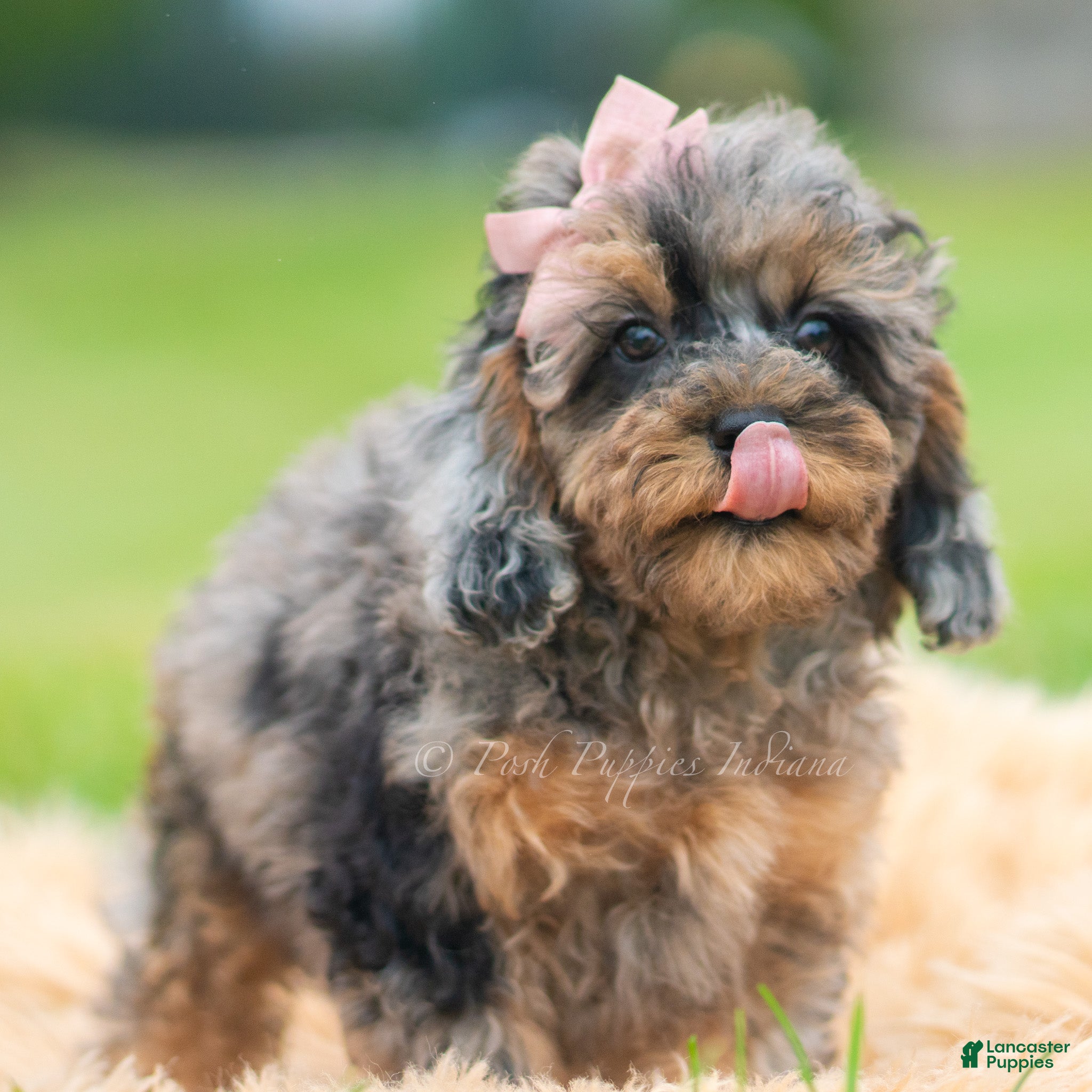 Toy Poodle dogs Jellybean AKC - Ad 14