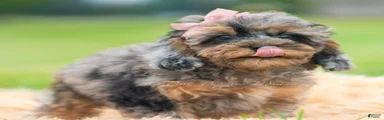 Jellybean AKC