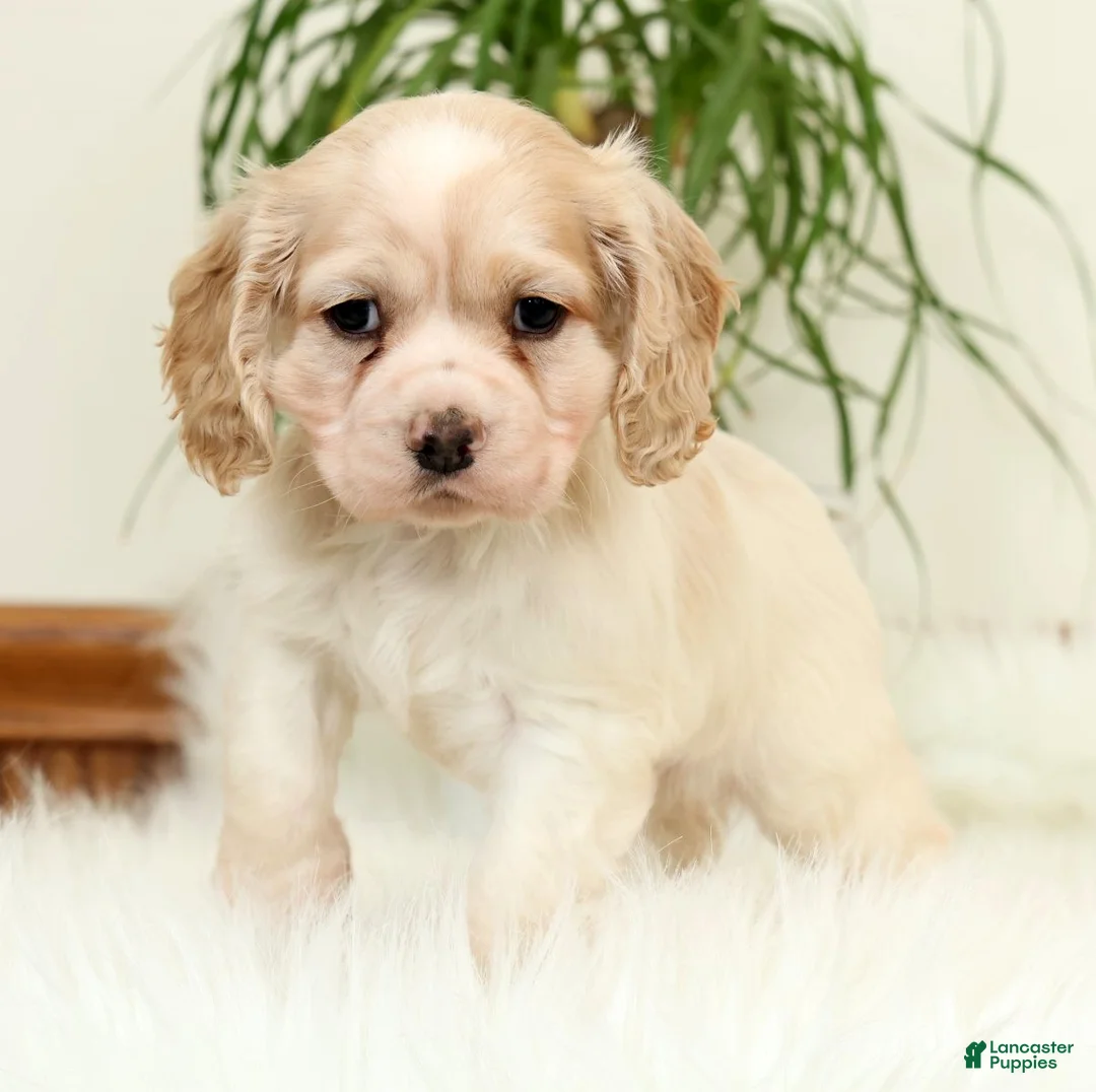 Cocker Spaniel dogs for sale: Sunny - Ad 1