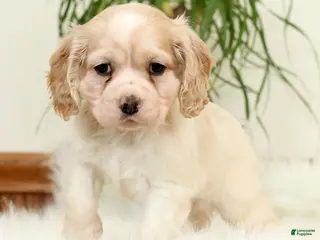 Cocker Spaniel dogs for sale: Sunny - Ad 1