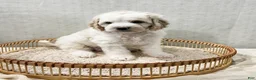 Cavapoo dogs for sale: Cavapoo 1 - Ad 4