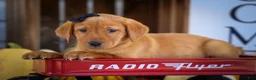 Labrador Retriever dogs for sale: NORMAN - Ad 14
