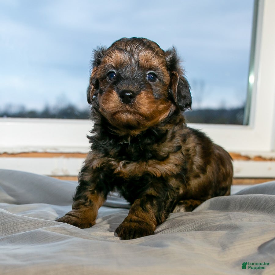Mixed Breed dogs for sale: Joey male Shorkie Poo - Ad 1