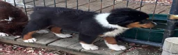 Miniature Australian Shepherd dogs for sale: #9 Sam - Ad 5