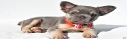 French Bulldog dogs for sale: Nickel - Ad 5