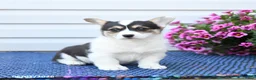 Welsh Corgi Pembroke dogs for sale: Pearl - Ad 3