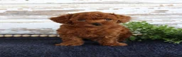 Toy Poodle dogs for sale: Rusty - Ad 4