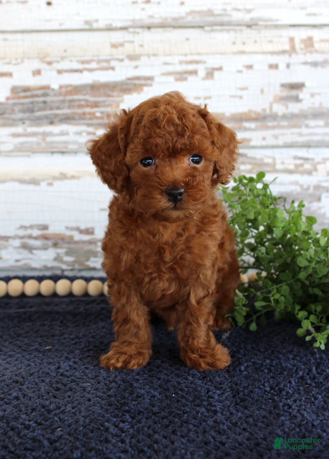 Toy Poodle dogs for sale: Rusty - Ad 4