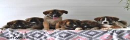 Mixed Breed dogs for sale: Sage - Ad 5