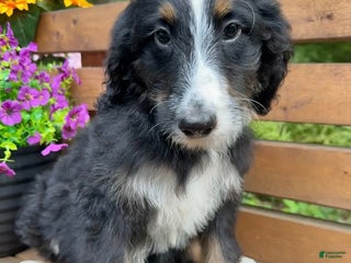 Bernedoodle dogs Bernedoodle - Rosie - Ad 40