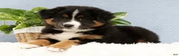 Australian Shepherd dogs for sale: Liam - Ad 7