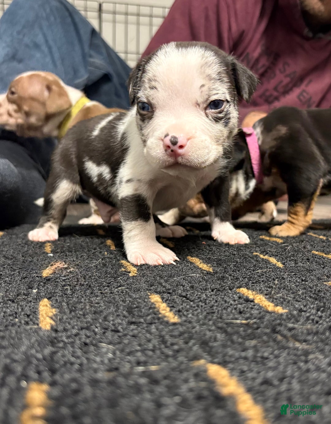 American Bully dogs for sale: Oreo - Ad 4