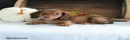 Miniature Dachshund dogs for sale: Trey - Ad 3